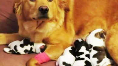 Photo of Pregnant rescue dog gives birth to a litter of “baby cows”