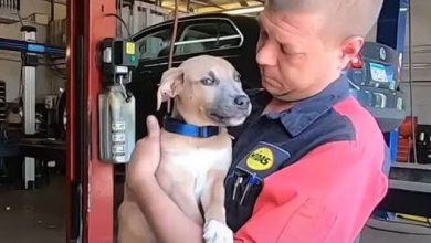 Photo of Mechanic Saves a Puppy Stuck in a Backpack in a Dumpster